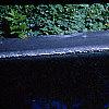 Nymphaea spp., habit
