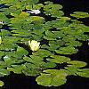 Nymphaea spp., habit