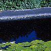Nymphaea spp., habit