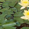 Nymphaea spp., flowers