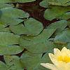 Nymphaea spp., flowers