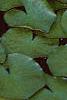 Nymphaea spp., flowers