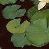 Nymphaea spp., flowers