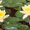 Nymphaea spp., flowers