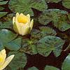 Nymphaea spp., flowers