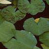Nymphaea spp., flowers