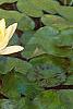 Nymphaea spp., flowers
