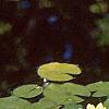 Nymphaea spp., flowers