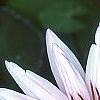 Nymphaea 'Wood's Blue Goddess', flowers