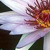 Nymphaea 'Wood's Blue Goddess', flowers