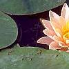 Nymphaea 'Wucai', flowers