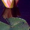 Nymphaea 'Wucai', flowers