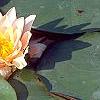 Nymphaea 'Wucai', flowers