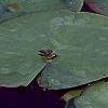 Nymphaea 'Wucai', flowers