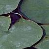 Nymphaea 'Wucai', flowers