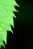 Davidia involucrata, leaves