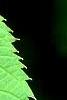 Davidia involucrata, leaves