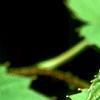 Davidia involucrata, leaves