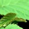 Davidia involucrata, leaves