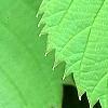 Davidia involucrata, leaves