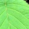 Davidia involucrata, leaves