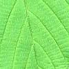 Davidia involucrata, leaves