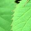 Davidia involucrata, leaves
