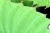 Davidia involucrata, leaves