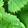 Davidia involucrata, leaves