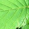 Davidia involucrata, leaves