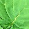 Davidia involucrata, leaves