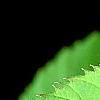 Davidia involucrata, leaves