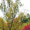 Nyssa sylvatica, habit