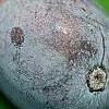 Nyssa sylvatica, fruit
