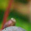 Nyssa sylvatica, fruit