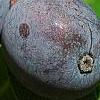 Nyssa sylvatica, fruit