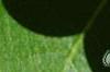 Nyssa sylvatica, fruit