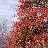 Nyssa sylvatica, fall color