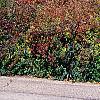 Nyssa sylvatica, fall color
