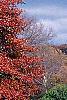 Nyssa sylvatica, fall color