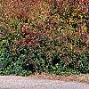 Nyssa sylvatica, fall color