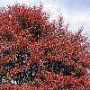 Nyssa sylvatica, fall color