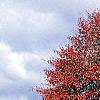 Nyssa sylvatica, fall color