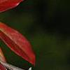 Nyssa sylvatica, fall color