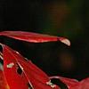 Nyssa sylvatica, fall color