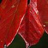 Nyssa sylvatica, fall color