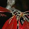 Nyssa sylvatica, fall color