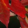 Nyssa sylvatica, fall color