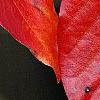 Nyssa sylvatica, fall color