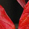 Nyssa sylvatica, fall color